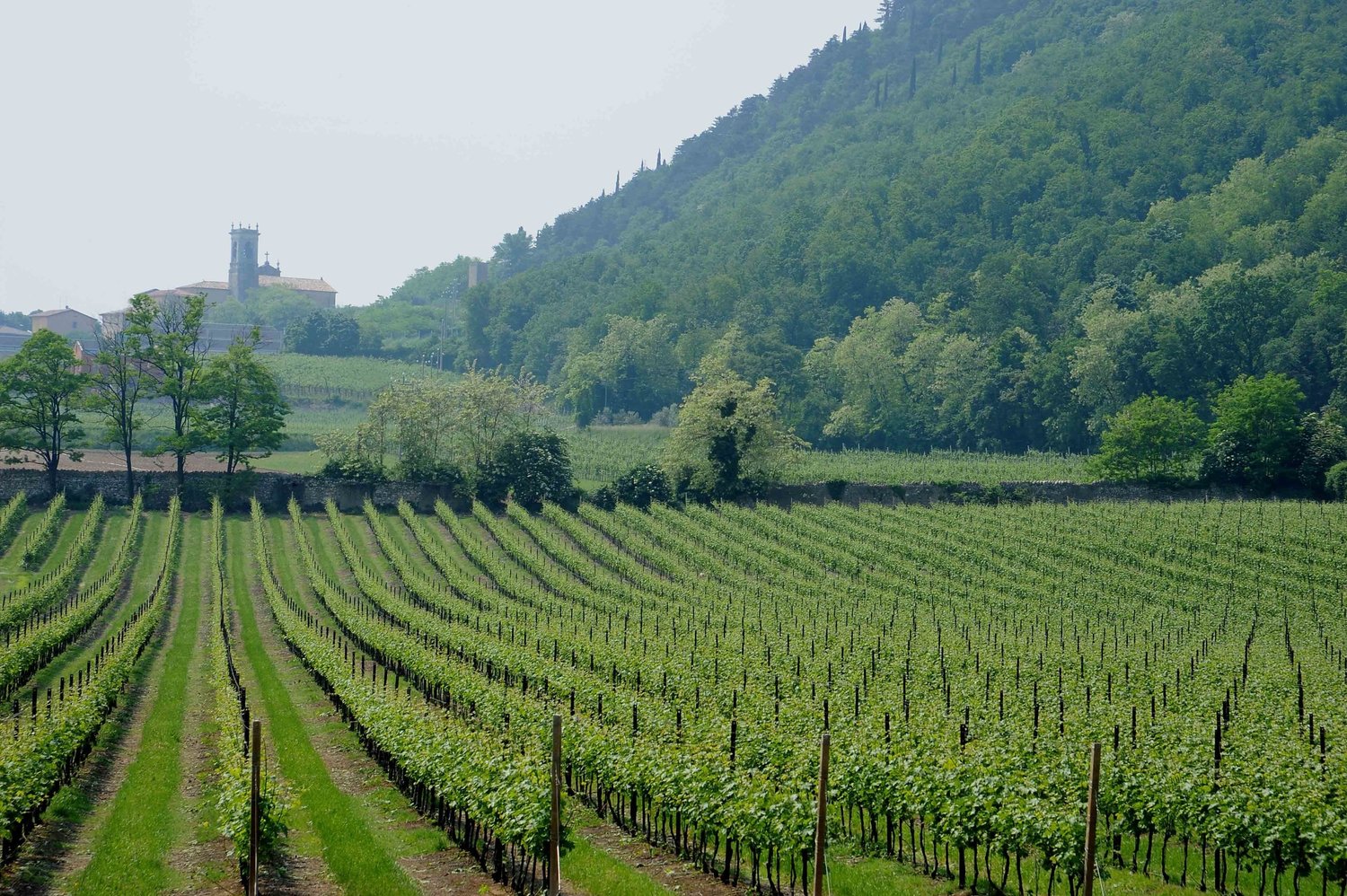 Visita a Bardolino: passeggiata panoramica + La Fraghe e Villa Calicantus - 25 maggio SOLD OUT - immagine 5