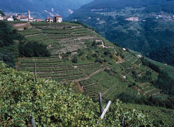Visita in Trentino 2 giorni - sold out - immagine 5