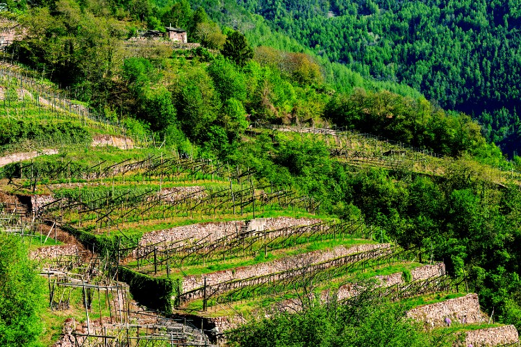 Visita in Trentino 2 giorni - sold out - immagine 2