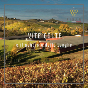 Vite Colte e il nebbiolo delle Langhe- martedì 28 gennaio
