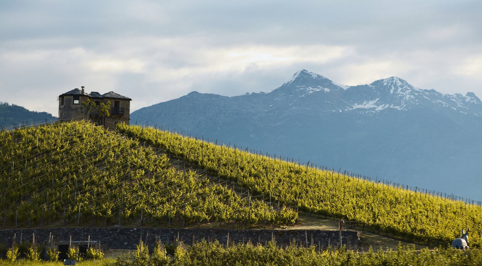 Valle d'Aosta: alla scoperta dei “vini di montagna” della DOC Vallée d’Aoste. 16-18 Ottobre 2026 - immagine 4
