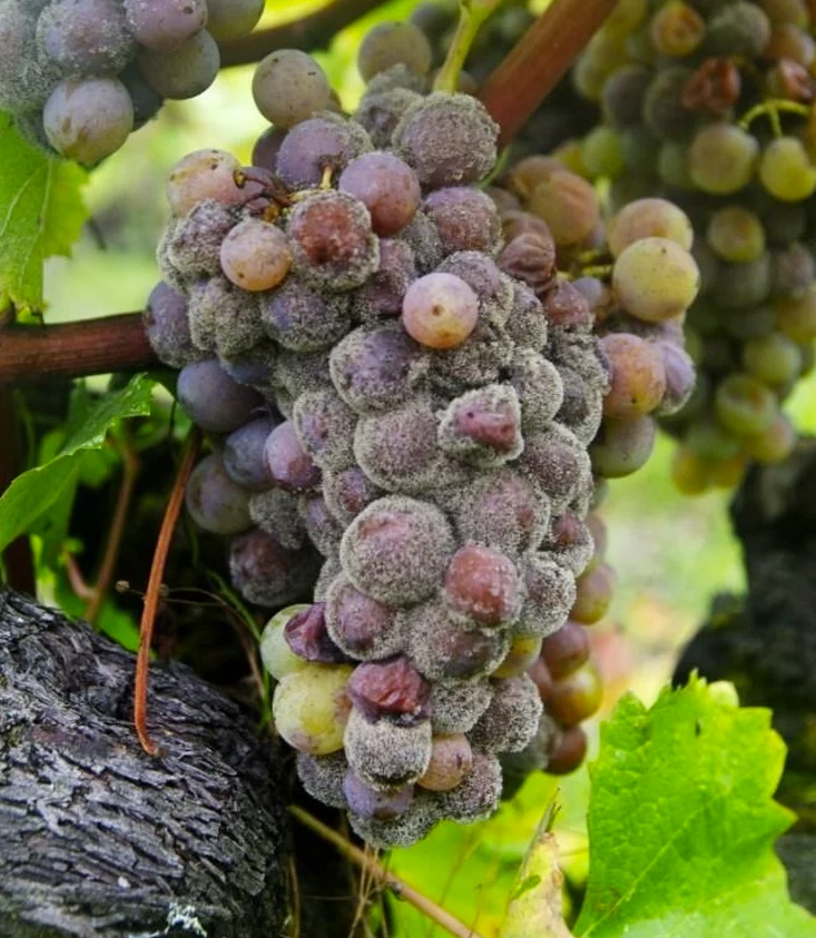 SAUTERNES: l’oro nel calice. La geografia di un miracolo - 8/10/2026 - immagine 4
